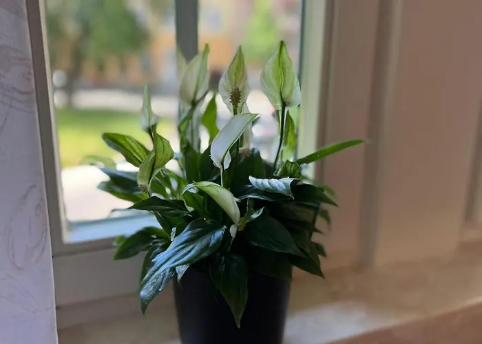 Apartment Historische Post